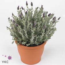 Lavandula stoec. 'Anouk Silver'