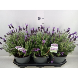 Lavandula stoec.