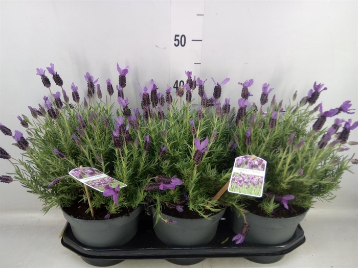 <h4>Lavandula stoec.</h4>