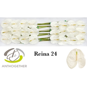 ANTH A REINA 24 smart pack
