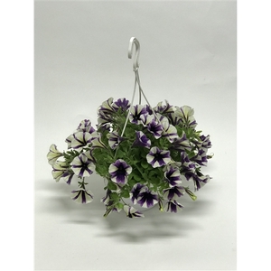 Petunia Surfinia