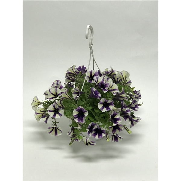 <h4>Petunia Surfinia</h4>