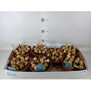 Muscari  'Magic Blue'