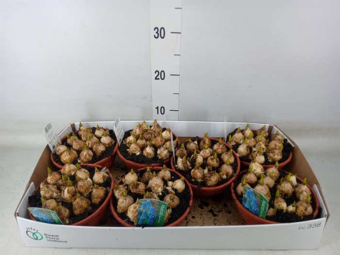 <h4>Muscari  'Magic Blue'</h4>