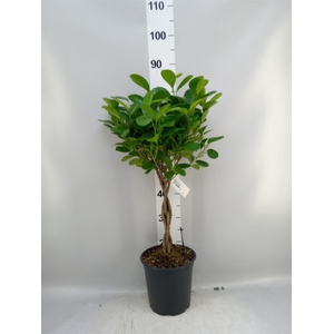 Ficus microcarpa 'Moclame'