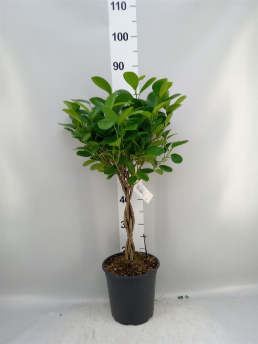 <h4>Ficus microcarpa 'Moclame'</h4>