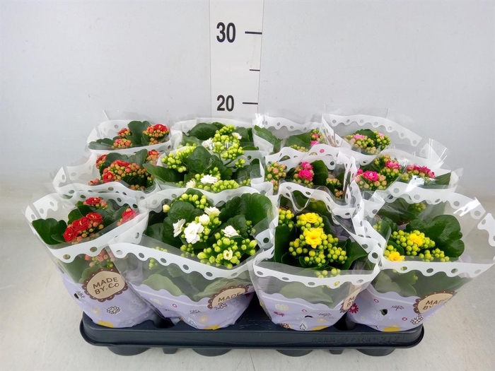 <h4>Kalanchoe blos. ..rosebud mix 5</h4>