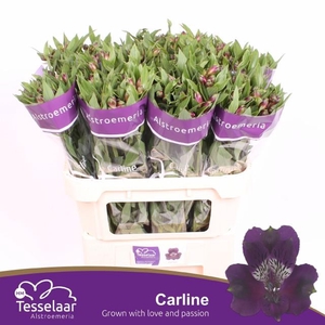 ALSTR CARLINE