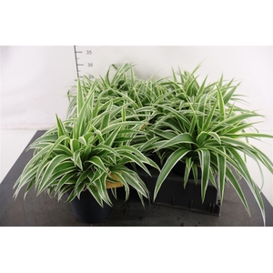 Chlorophytum 15 Cm. P. Com. Ocean