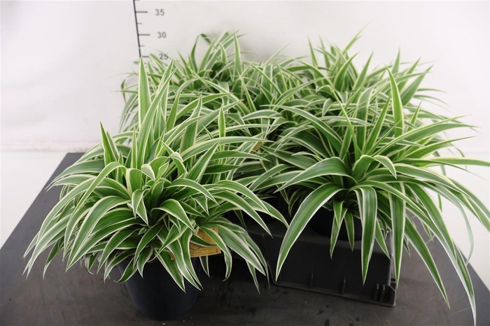 <h4>Chlorophytum 15 Cm. P. Com. Ocean</h4>