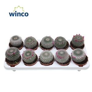 Mammillaria Hahniana (flowering)