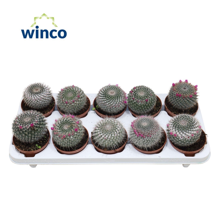 <h4>Mammillaria Hahniana (flowering)</h4>