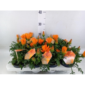 Gazania splen. 'Giant Deep Orange'