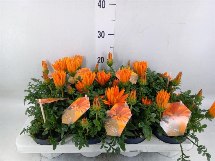 <h4>Gazania splen. 'Giant Deep Orange'</h4>