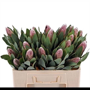 PROTEA OV PER STUK