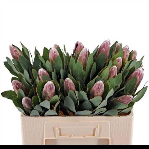 <h4>PROTEA OV PER STUK</h4>