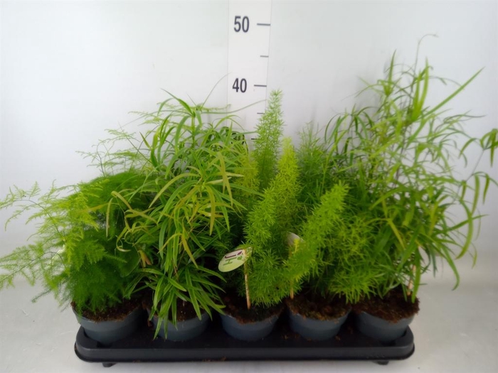 <h4>Asparagus   ...mix</h4>