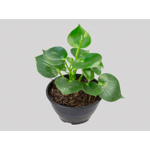PEPEROMIA POLYBOTRYA RAINDROP C13