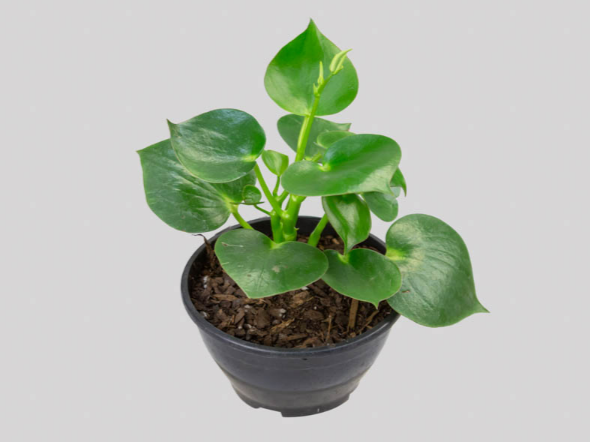 <h4>PEPEROMIA POLYBOTRYA RAINDROP C13</h4>