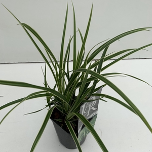 Carex 'Ice Dance' P13
