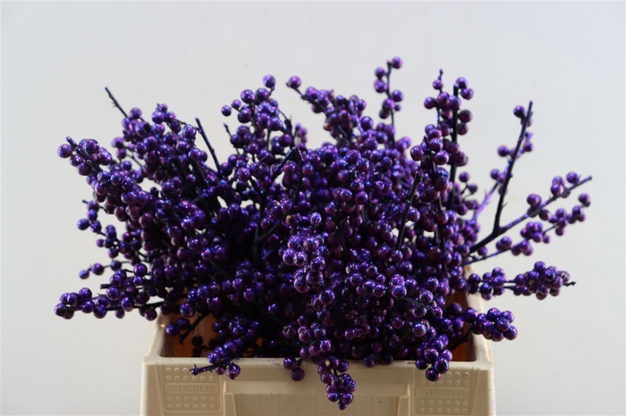 <h4>Ilex Kbh Aubergine + Glitter 40cm Stem</h4>