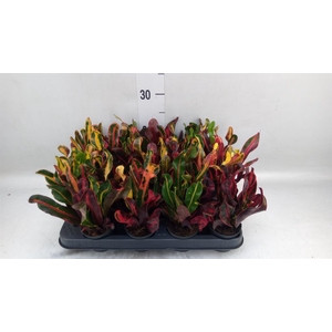 Codiaeum var. GR 'Mammi'