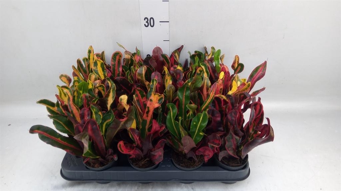 <h4>Codiaeum var. GR 'Mammi'</h4>