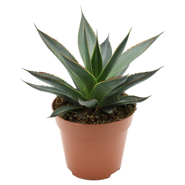<h4>Agave Shaka Zulu</h4>
