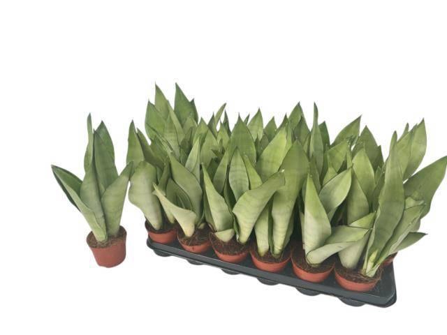 <h4>SANSEV MOONSHINE</h4>