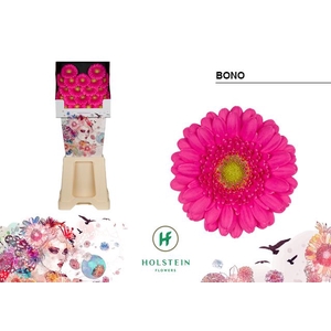 GE MI BONO Diamond x80
