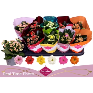 KAL GE PERF GEM 6 KL