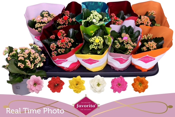 <h4>KAL GE PERF GEM 6 KL</h4>