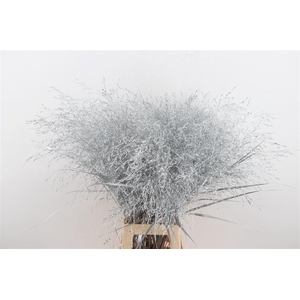 Siergras Panic Kbh Silver P Stem