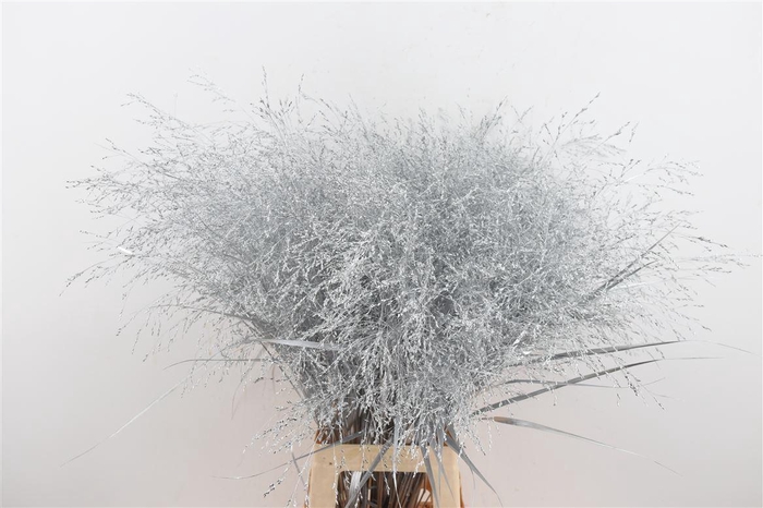 <h4>Siergras Panic Kbh Silver P Stem</h4>