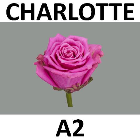 <h4>R GR TAN CHARLOTTE</h4>