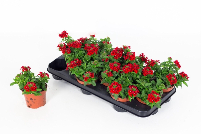 <h4>Verbena Drums Red</h4>