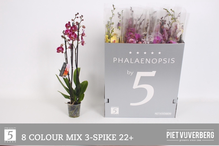 <h4>PHAL GEM 8 KL</h4>
