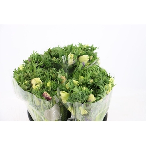 Anem Marianne Pastel