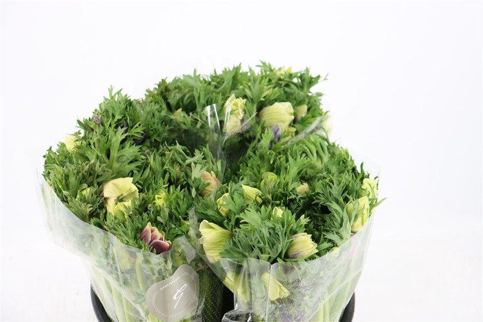 <h4>Anem Marianne Pastel</h4>