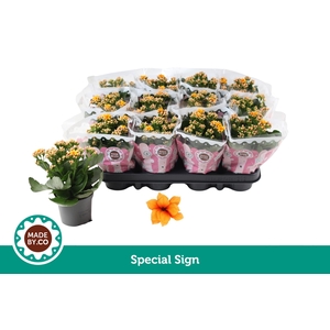 Kalanchoë Special Sign