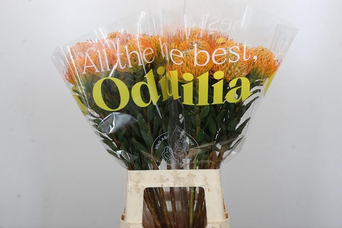 <h4>Nutans Ayoba Sun</h4>