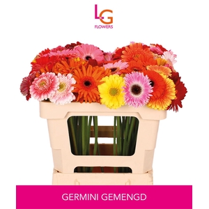 Ge Mi Gemengd - Fust 575