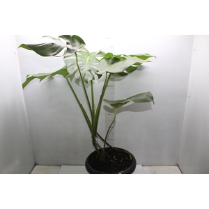 MONSTERA DELICIOSA P30