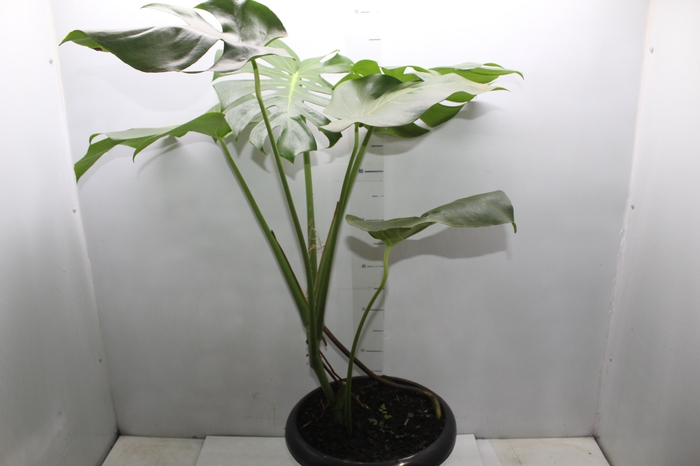 <h4>MONSTERA DELICIOSA P30</h4>