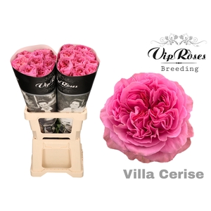 R GR VILLA CERISE