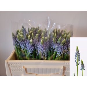 MUSCARI EMMY