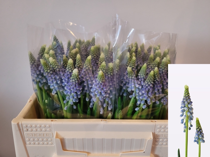 <h4>MUSCARI EMMY</h4>