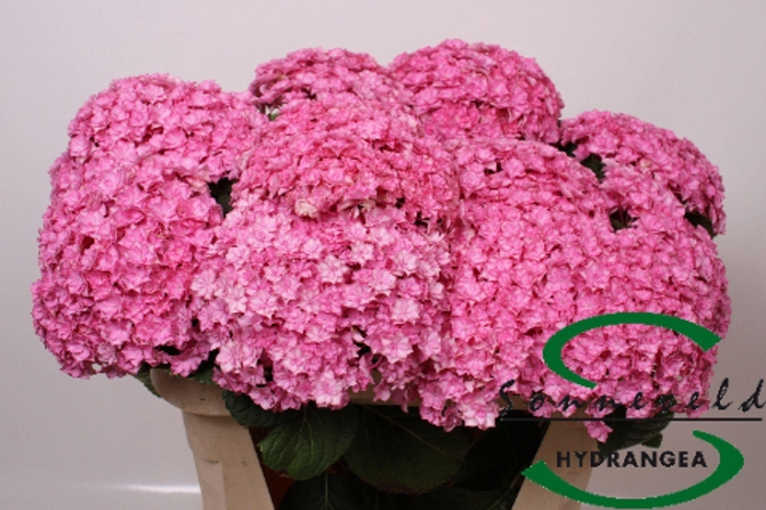<h4>HYDRANGEA  'BEAUTENSIA LUXOR ROSE'</h4>