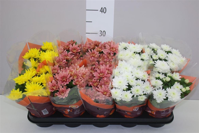 <h4>Chrysanth Gemengd Gevuld Rijp</h4>