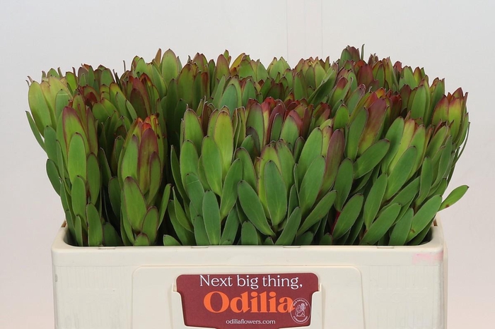<h4>Leucadendron Goldstrike</h4>